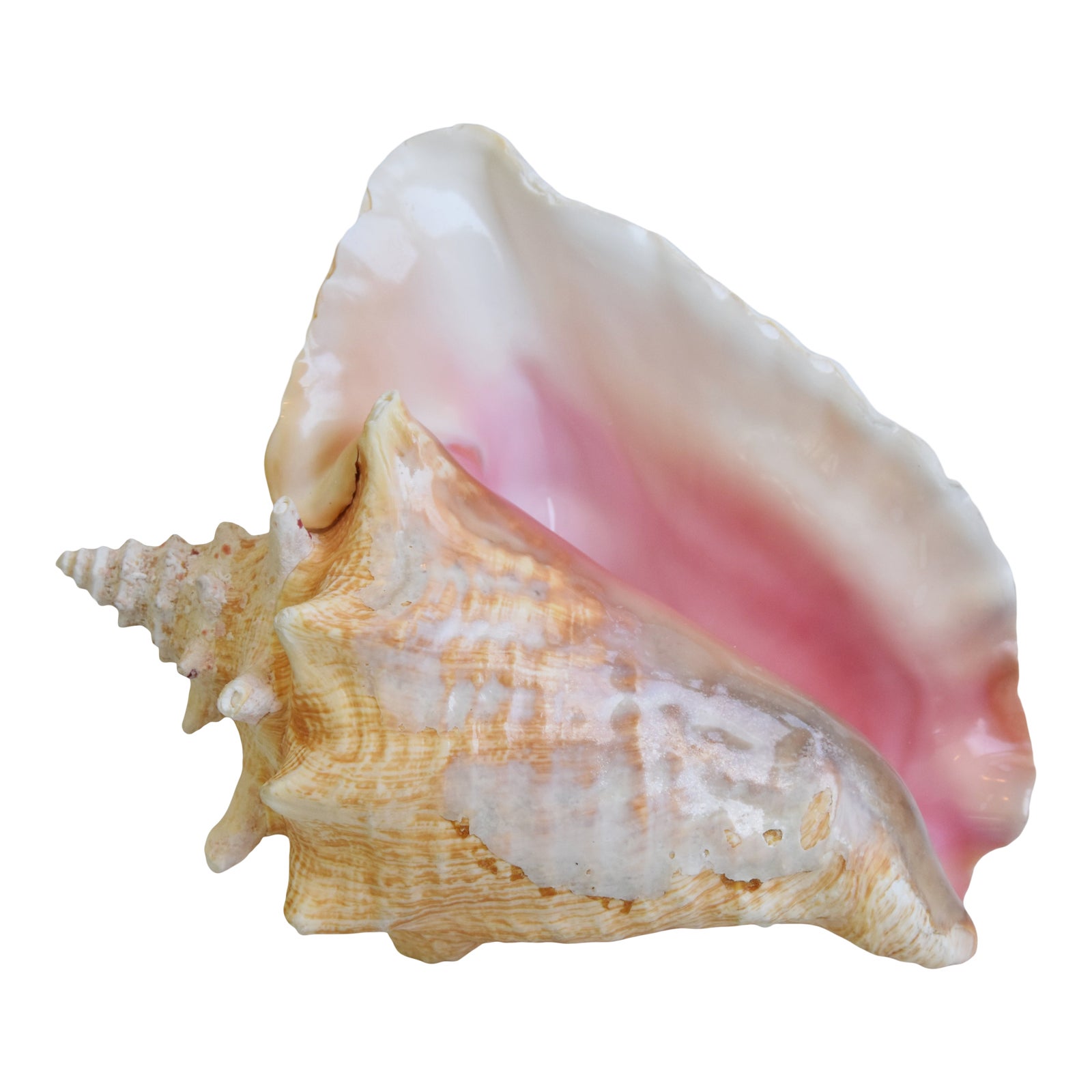 My Image 24