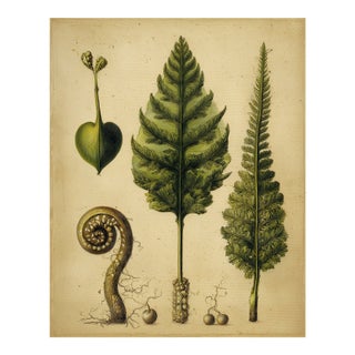8" X 10" 'Fiddlehead Fern Studies' Dark Green - Original Botanical Floral Watercolor & Pencil Fine Art Print /Herbarium For Sale