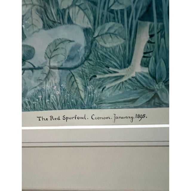 1950s Vintage Framed Watercolor Lithographs of Spurfowl & Pheasants, Set of 2 For Sale - Image 5 of 11