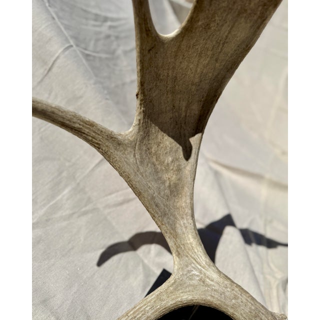 Tan Large Double Mounted Moose Paddle/Antler For Sale - Image 8 of 9