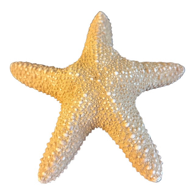 Large Natural Jungle Starfish For Sale