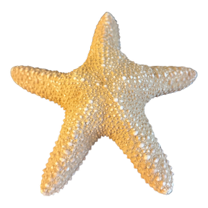 Large Natural Jungle Starfish