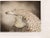 Etching hand watercolored realized by the italian Artist Benito Trolese. Hand signed. Not numbered. Excellent condition....