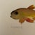 1990s Watercolor Fish Paintings Small Scale - a Pair For Sale In Atlanta - Image 6 of 11