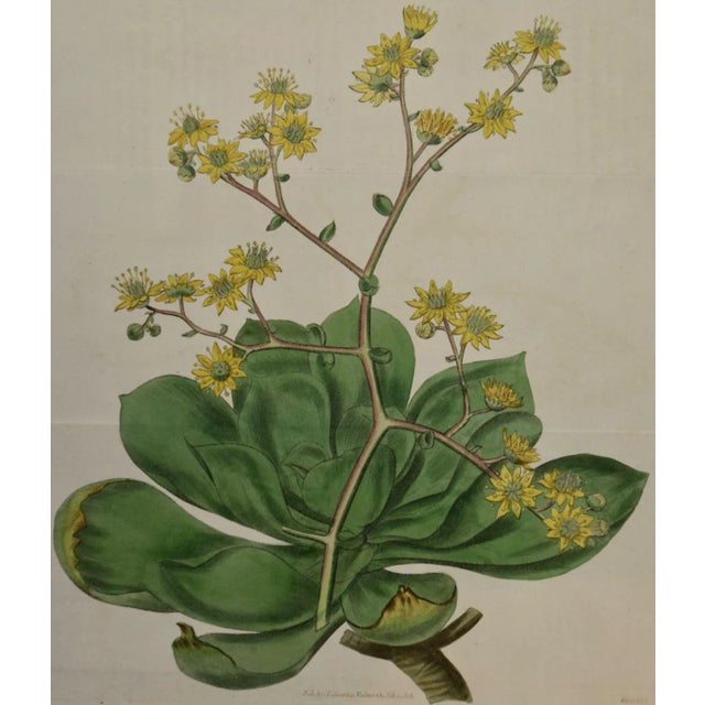 This early 19th century hand-colored double fold-out botanical engraving is entitled "Sempervivum Glutinosum" (Clammy...