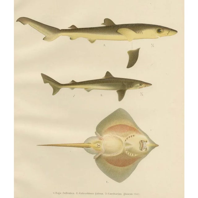 Paper W. v. Wright and C. Erdmann, Sharks and Skate from Pisces Scandinaviae Collection, 1895, Print For Sale - Image 7 of 11