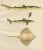 Paper W. v. Wright and C. Erdmann, Sharks and Skate from Pisces Scandinaviae Collection, 1895, Print For Sale - Image 7 of 11