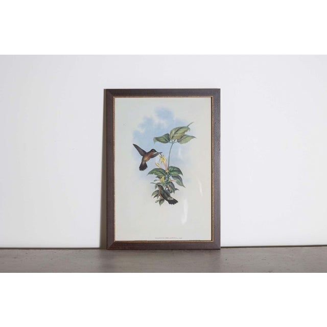 Mr John Gould's tropical framed Bird prints 1955 taken from his limited edition of 1000. The most celebrated British...