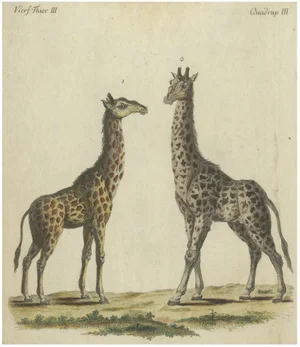 Bertuch, Giraffes, 1800, Handcolored Engraving