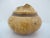1980s Michael Mode Hand Turned Spalted Maple Burl Wood Live Edge Lidded Box Jar For Sale - Image 5 of 12