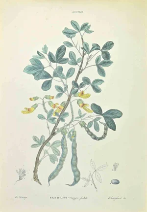 Vincenzo Tenore, Wolf Bean, Lithograph, 1870s