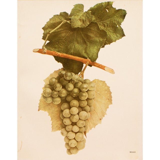 A magnificent original antique photogravure (print) of Noah Grapes by Ulysses Prentiss Hedrick (1870-1951). Superb...