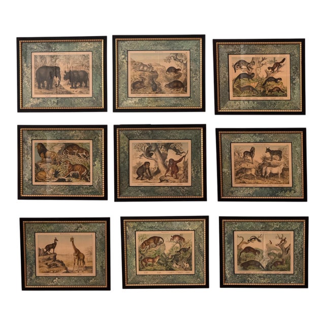 Set of Nine Gotthilf Von Schubert Natural History Chromolithographs For Sale