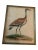 Set 6 George Edwards Mid Eighteenth Century Prints Beautifully Framed Hand Colored 133 136 137 138 For Sale In Palm Springs - Image 6 of 12