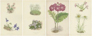 George Bell and Sons, Botanical Quartet: Micomeria, Edelweiss, Primula, and Arabis, 1874, Lithographs, Set of 4
