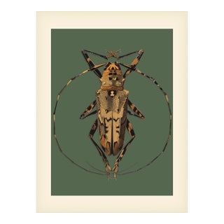Bugs by Seguy #17 For Sale
