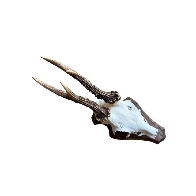 Cabin Roe Deer Trophy 154 Black Forest Antlers Mount For Sale - Image 3 of 5