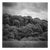 Paul Cooklin, Woodland, Tarr Steps, Exmoor, Edition of 50 For Sale