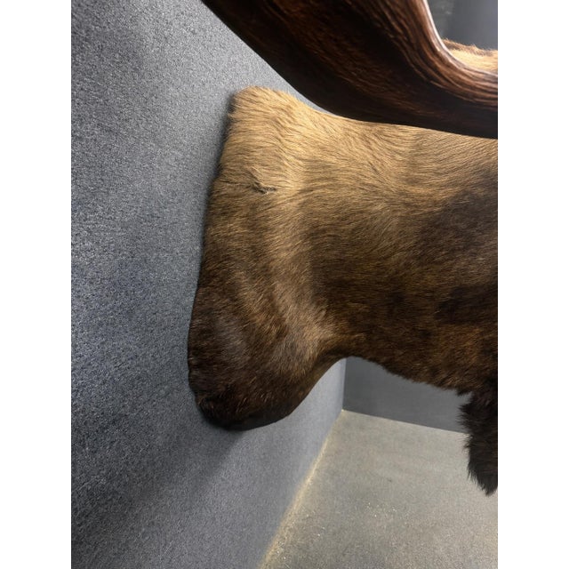 Brown Yukon Moose Shoulder Mount With Large Palmate Antlers For Sale - Image 8 of 12