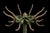 Art Deco Antique Chippy Barber Shop Coat Rack in Green For Sale - Image 3 of 9