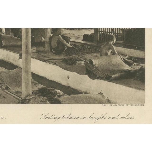 Sorting Tobacco in Lengths and Colors, 1890s, Paper For Sale - Image 3 of 9