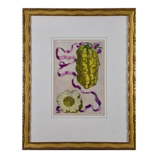 "Limon Straitus Amalphitanus": 17th C. Hand Colored Engraving of Lemons by Ferarri, 1648 For Sale