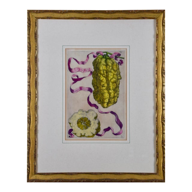"Limon Straitus Amalphitanus": 17th C. Hand Colored Engraving of Lemons by Ferarri, 1648 For Sale