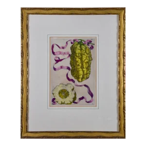 "Limon Straitus Amalphitanus": 17th C. Hand Colored Engraving of Lemons by Ferarri, 1648