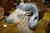 1900 - 1909 Antique Folk Art, Carved Life Size Mountain Goat - Ram For Sale - Image 5 of 15