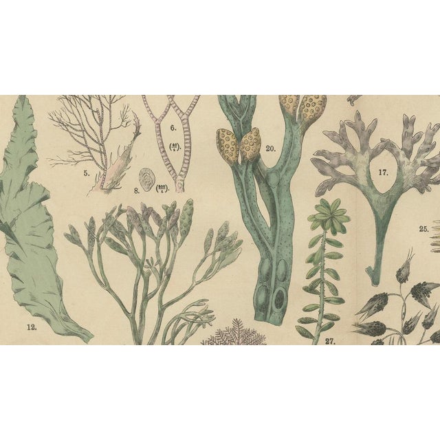 Late 19th Century Dr. Wilhelm Fünfstück, Antique Mushroom Plate European Fungi Study, 1885, Paper For Sale - Image 5 of 9