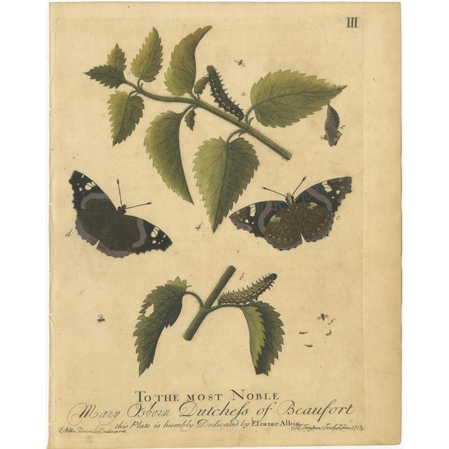 Albin, Early English Butterflies: Large White, Peacock & Red Admiral, 1720, Prints, Set of 4 For Sale - Image 4 of 10