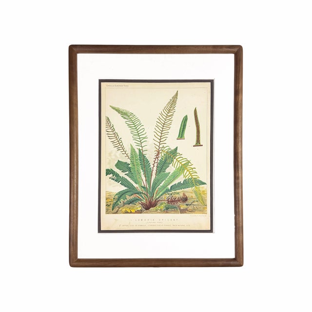 19th-Century European Fern Gallery | Set of 16 Framed Botanical Prints For Sale - Image 9 of 12