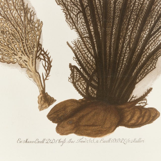 Arts & Crafts Coral Fan Giclee For Sale - Image 3 of 4