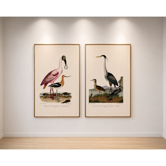 Great Heron & Roseate Spoonbill Diptych, Vintage Art Print Reproduction, 40" X 60" For Sale - Image 11 of 12