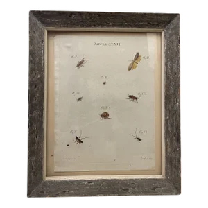 18th Century Hand Colored Scientific Entemology Engraving, Framed