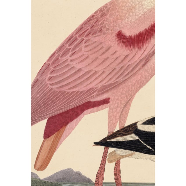2020s Wilson Pink Spoonbill Print For Sale - Image 5 of 7