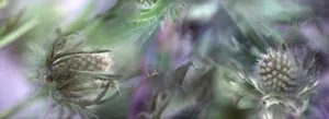 Quill by Nicole Katano Print, 15" x 41"