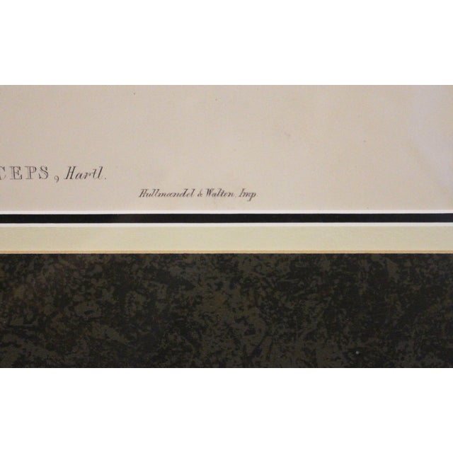 1970s English Framed Reproduction of Gould's Chestnut-Crowned Pomatorhinus Lithograph For Sale In Raleigh - Image 6 of 10