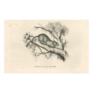 Paul Gervais, The Mouse, 1854, Lithograph For Sale