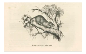 Paul Gervais, The Mouse, 1854, Lithograph