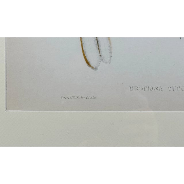 John Gould (1804-1881), Urocissa Cucullata, Hand Colored Lithograph, C. 1865 For Sale In San Diego - Image 6 of 11