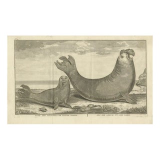 Marine Creatures A Sea Lioness and a Sea Elephant Engraving, 1765 For Sale