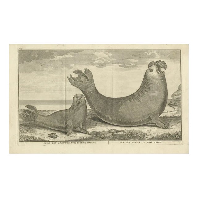 Marine Creatures A Sea Lioness and a Sea Elephant Engraving, 1765 For Sale