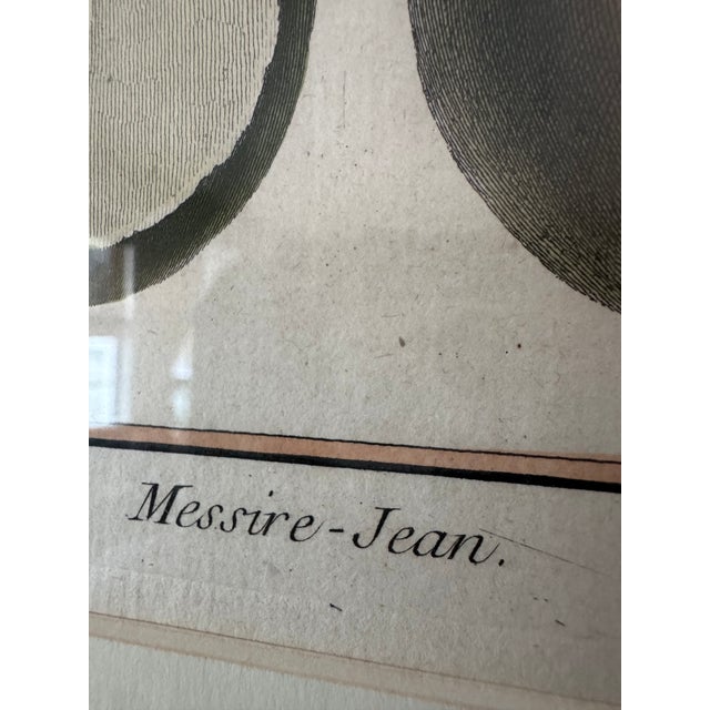 Cream 18th Century French Hand-Colored Botanical Pear Engravings – “Bezy De Quessoy” & “Messire-Jean” – Framed Pair For Sale - Image 8 of 12
