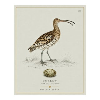 William Lewin 1789 Waterbirds Fine Art Gallery Board Print - The Curlew For Sale
