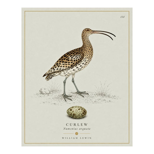 William Lewin 1789 Waterbirds Fine Art Gallery Board Print - The Curlew For Sale