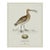 William Lewin 1789 Waterbirds Fine Art Gallery Board Print - The Curlew For Sale