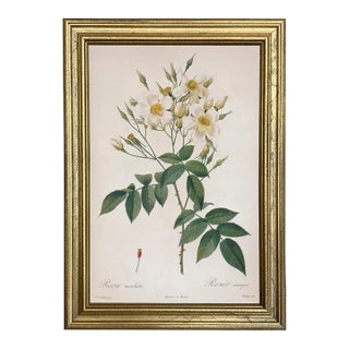 Rosa Moschata Musk Rose Vintage Color Illustration Reproduction Print Behind Glass in Gold Frame For Sale