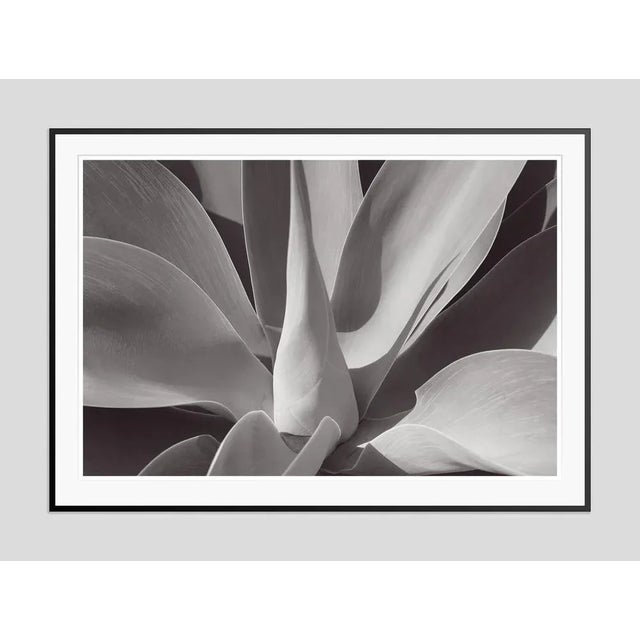 Agave' by Stuart Möller Agave succulent. Photo Stuart Christian Möller. Archival Pigment Print signed and numbered by the...