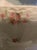 Antique Limoges France Pink Roses Large Serving Bowl For Sale - Image 12 of 12